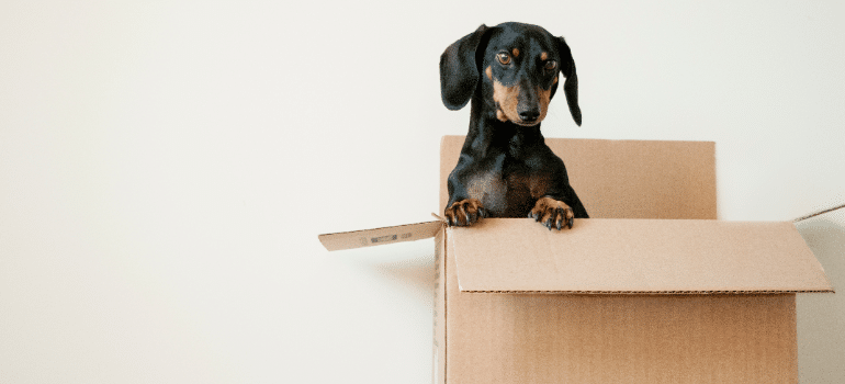 A dog coming out of a box.